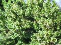 Mountain Plum Pine / Podocarpus lawrencei